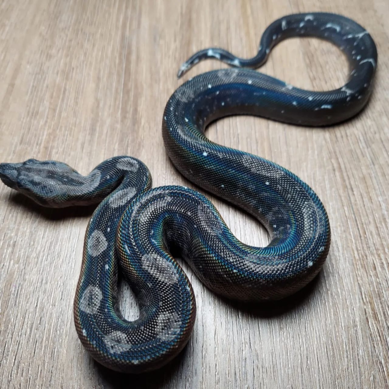 Black Devil Boa for sale