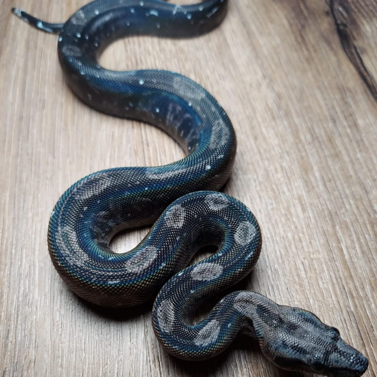 Black Devil Boa for sale