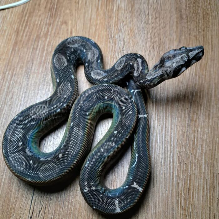 Black Devil Boa for sale