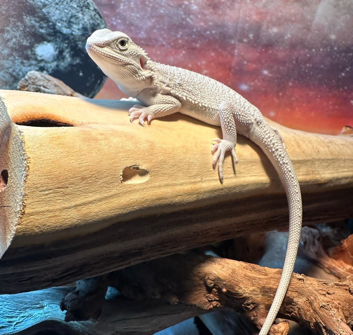 Super Orange - Red Hypo Translucent Bearded Dragons for Sale