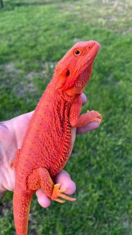 Red Hypo Translucent Bearded Dragon