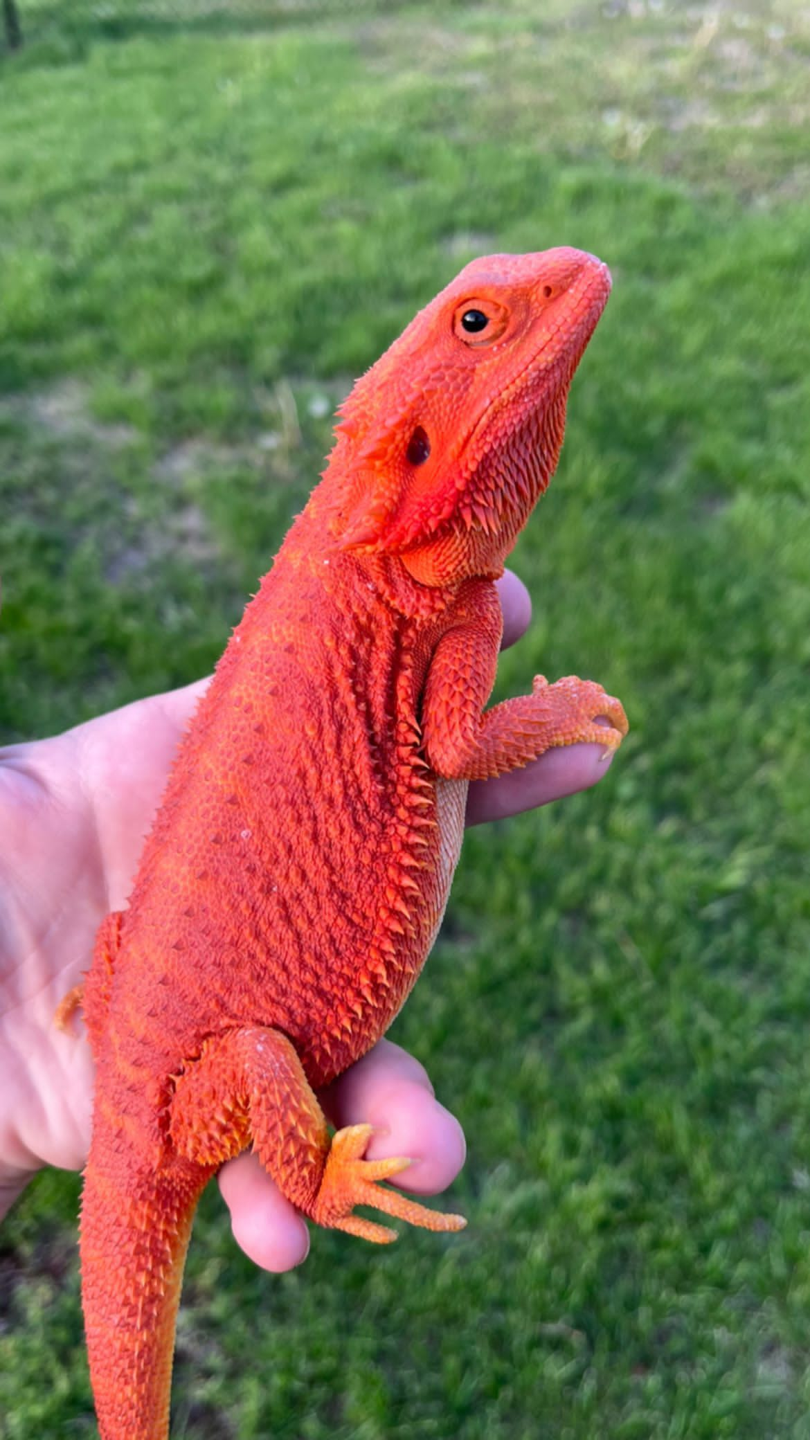 Red Hypo Translucent Bearded Dragon For Sale