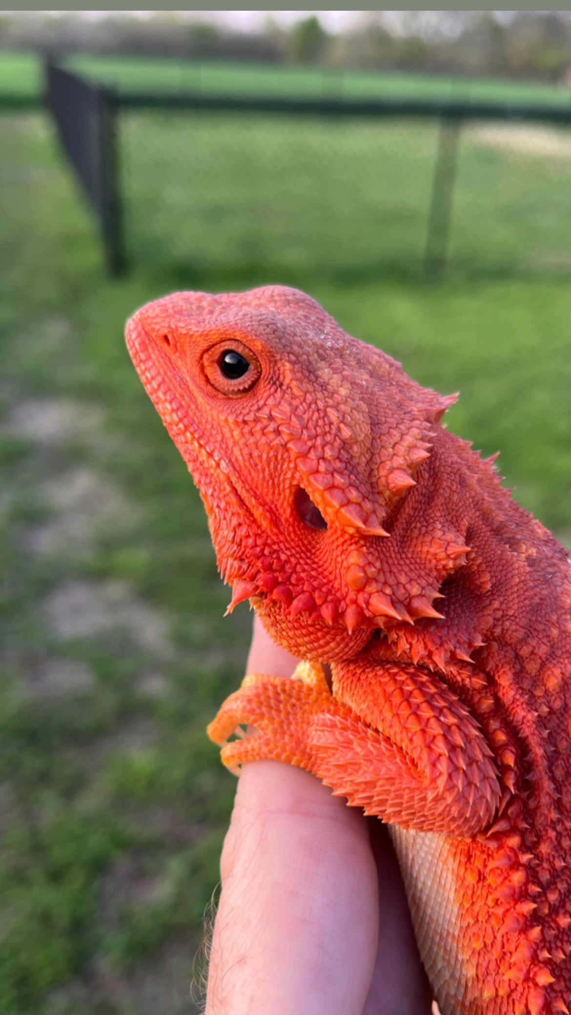 Super Orange - Red Hypo Translucent Bearded Dragons for Sale