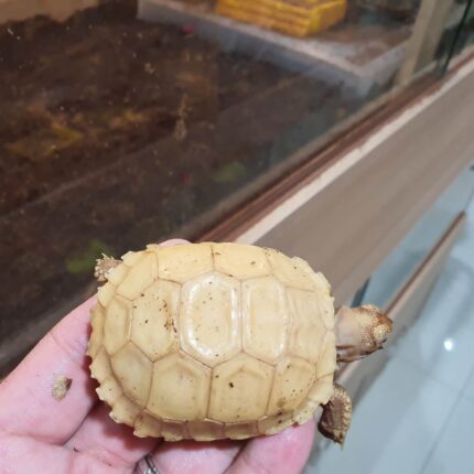 Ivory Sulcata Tortoise