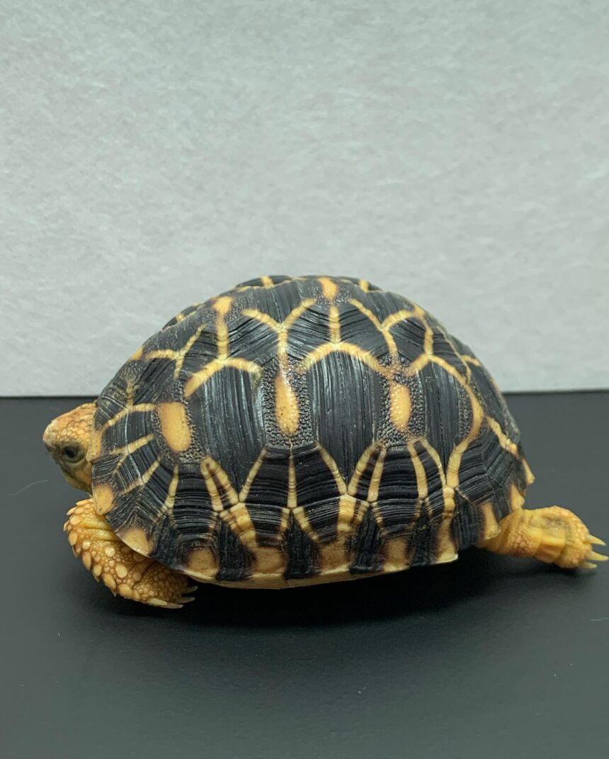 Sri Lankan Tortoise for sale