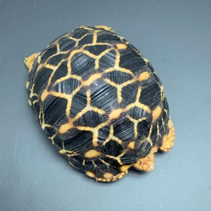Sri Lankan Tortoise