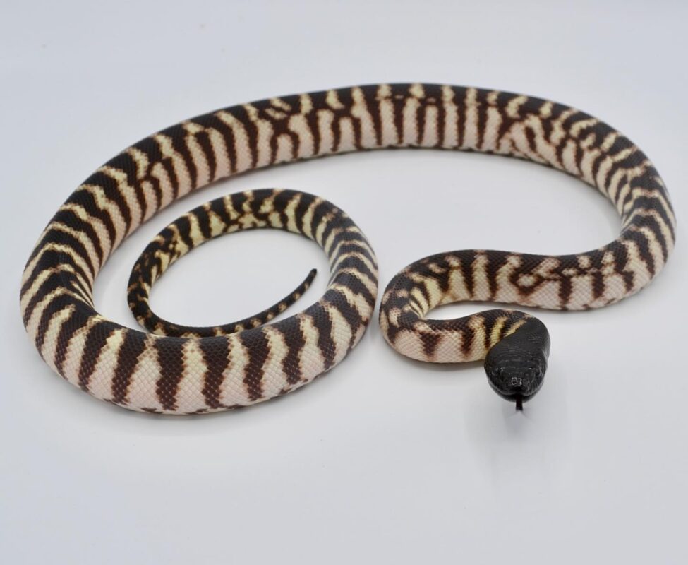 Black Headed Python for sale