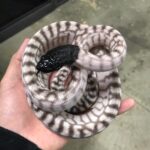 Axanthic Black Headed Python