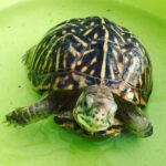 ornate box turtle for sale