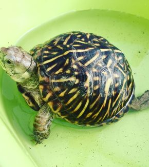 ornate box turtle for sale